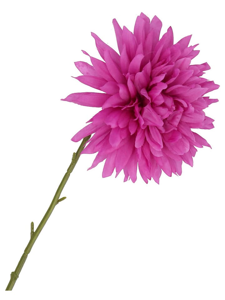daan kromhout Sztuczny kwiat "Dahlia" w kolorze fioletowo-zielonym - wys. 65 cm rozmiar: onesize