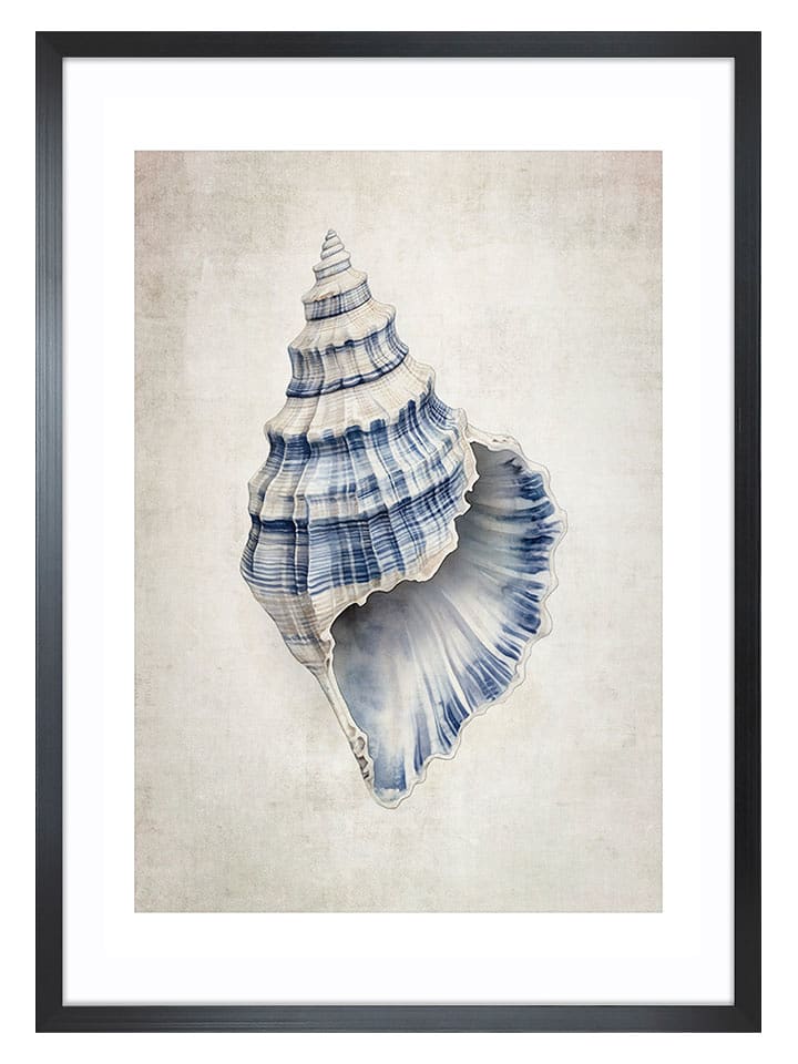 Ars Longa Druk artystyczny "Sea Shell I" w ramce - 70 x 50 cm rozmiar: onesize