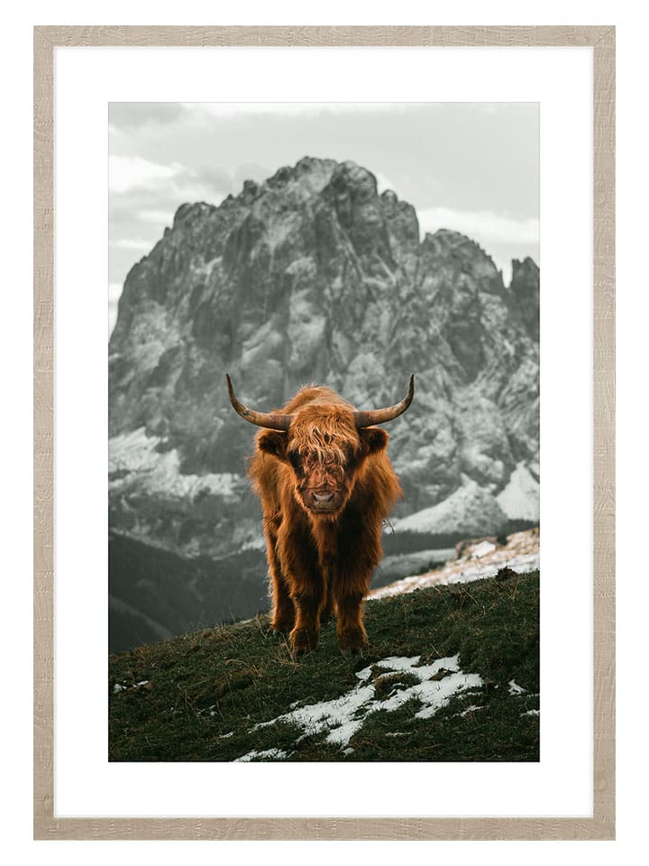 Ars Longa Druk artystyczny "Scottish Cattle In The Mountains" w ramce - 70 x 50 cm rozmiar: onesize