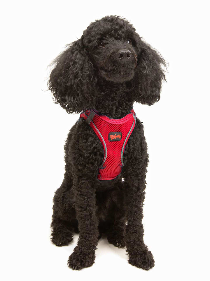 Paws&Whiskers Szelki w kolorze czerwonym dla psa rozmiar: 2XS