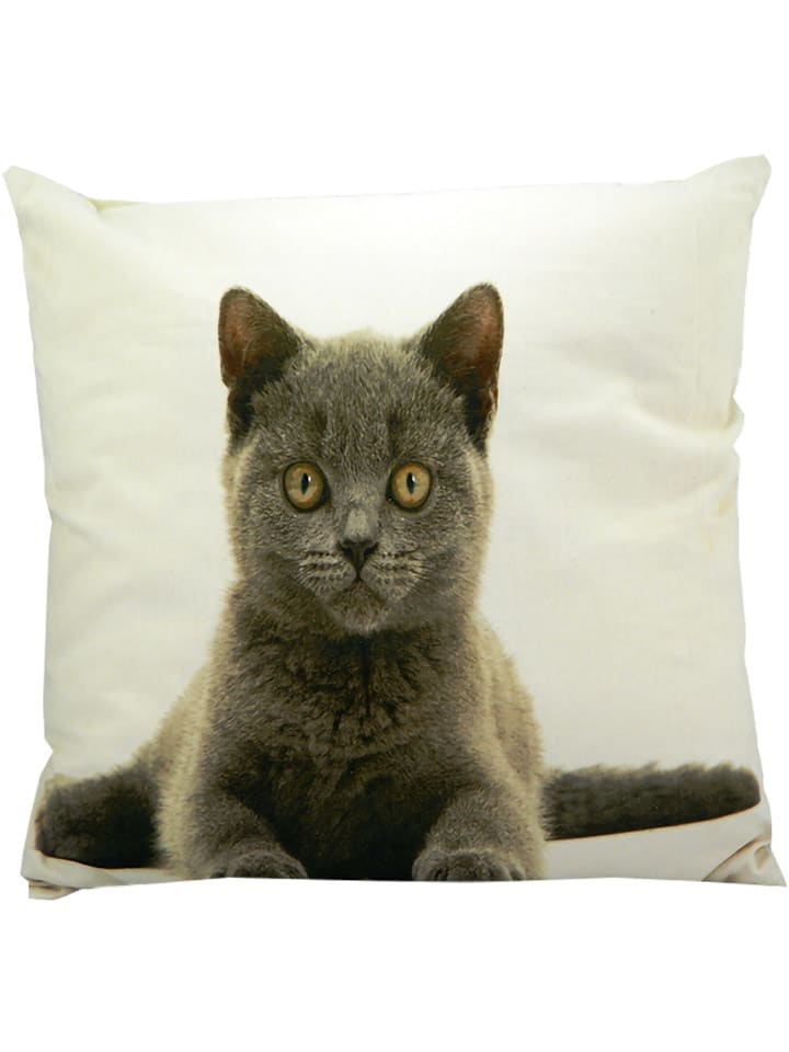 Mars & More Poduszka "British Shorthair" w kolorze brązowo-białym - 50 x 50 cm rozmiar: onesize