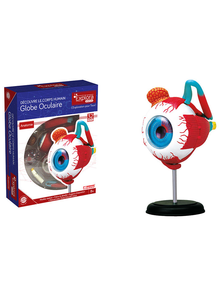 MGM Model edukacyjny "Oko" - 8+ rozmiar: onesize