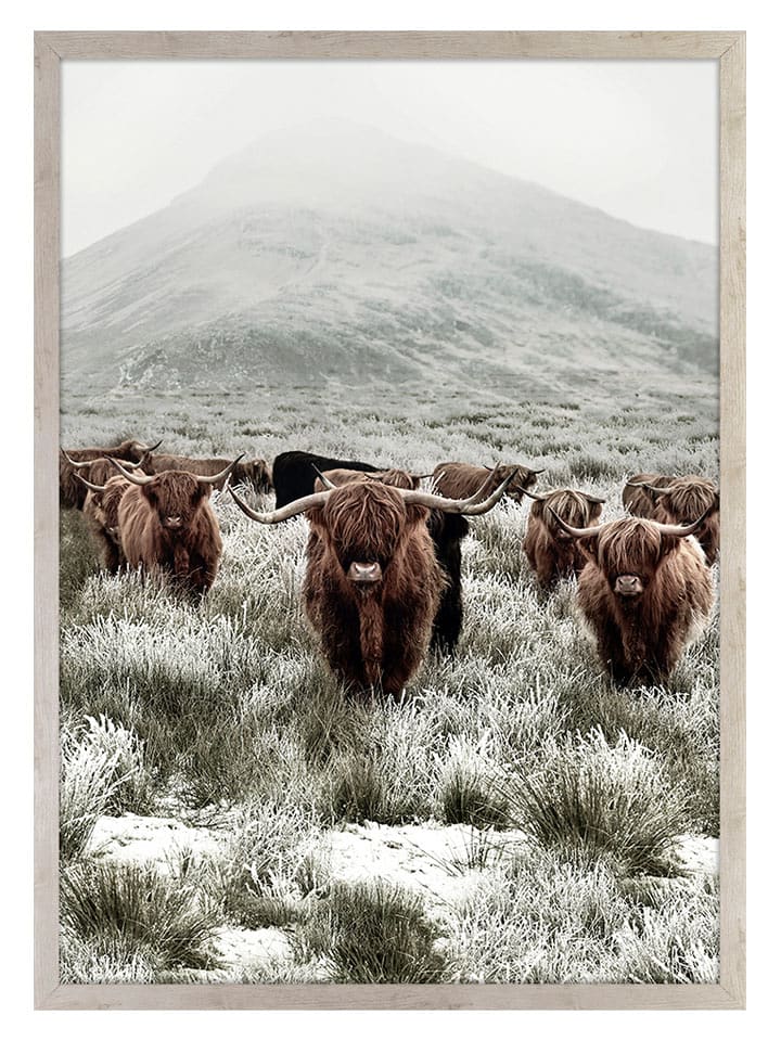 Ars Longa Druk artystyczny "Scottish Cows" w ramce - 70 x 50 cm rozmiar: onesize