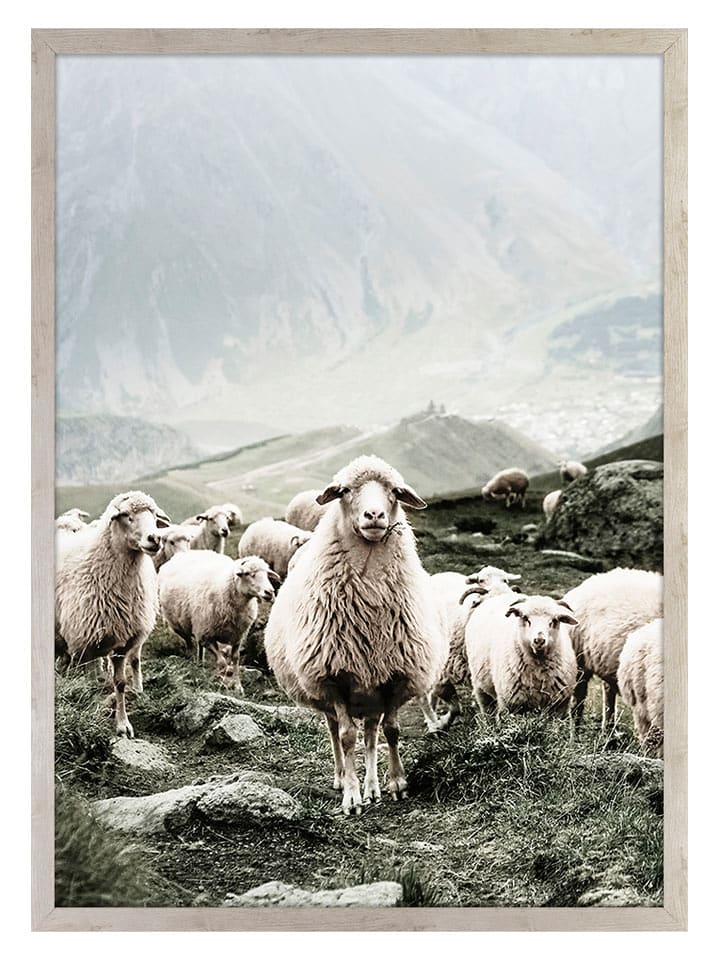 Ars Longa Druk artystyczny "Scandinavian Sheep" w ramce - 70 x 50 cm rozmiar: onesize