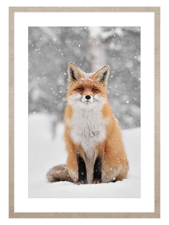 Ars Longa Druk artystyczny "Fox In Winter Scenery" w ramce - 70 x 50 cm rozmiar: onesize