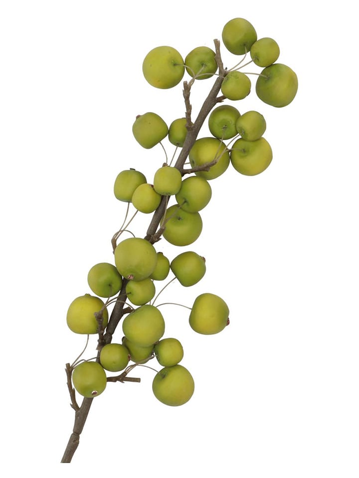 daan kromhout Dekoracyjna gałązka "Apple Sentinel" w kolorze zielonym - wys. 66 cm rozmiar: onesize