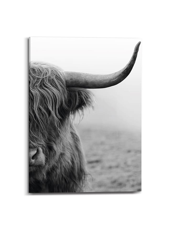 Orangewallz Druk "Highland Cattle" na płótnie rozmiar: 50x70 cm