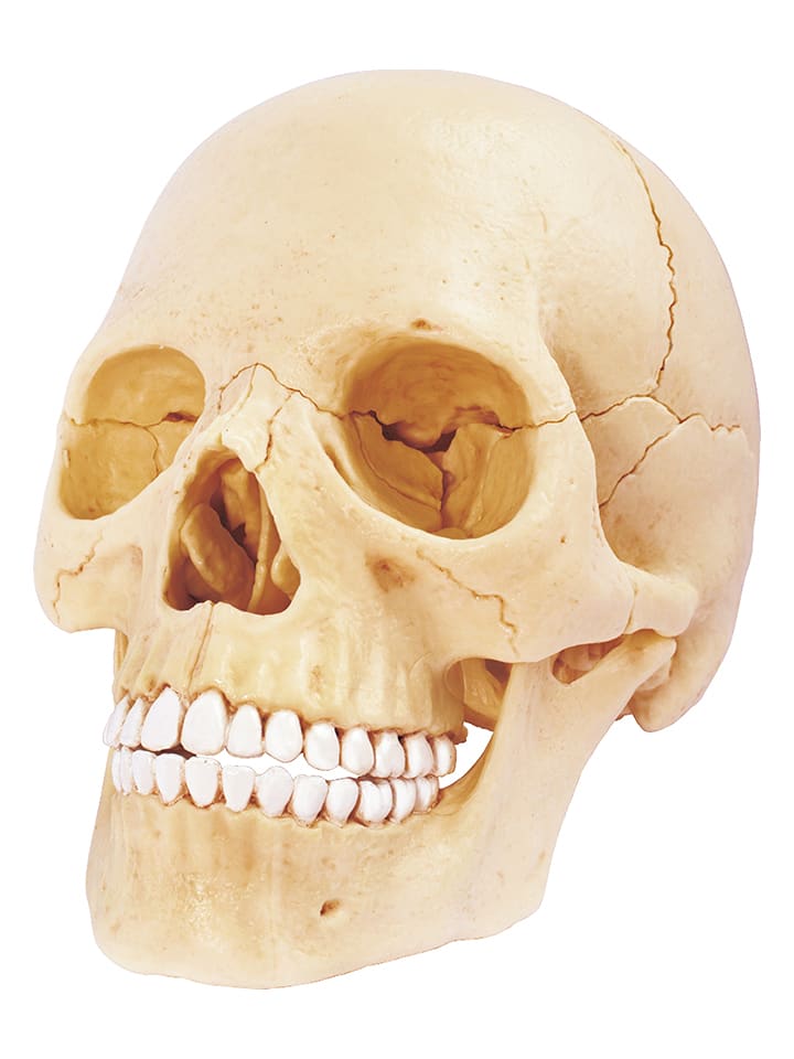 MGM 17-częściowy zestaw naukowy - 8+ rozmiar: onesize