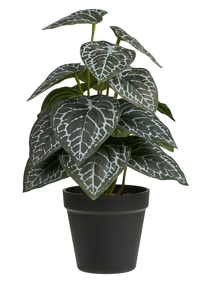 House Nordic Sztuczna roślina w kolorze zielonym - wys. 33 cm rozmiar: onesize