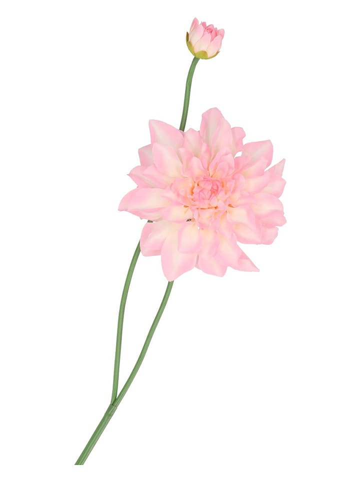 daan kromhout Sztuczny kwiat "Dahlia" w kolorze jasnoróżowo-zielonym - wys. 78 cm rozmiar: onesize