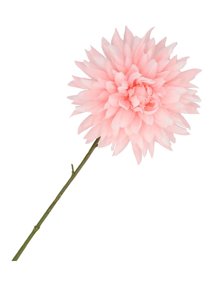 daan kromhout Sztuczny kwiat "Dahlia" w kolorze jasnoróżowo-zielonym - wys. 65 cm rozmiar: onesize