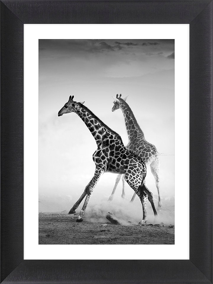 Ars Longa Druk artystyczny "Running Giraffes" w ramce - 70 x 50 cm rozmiar: onesize