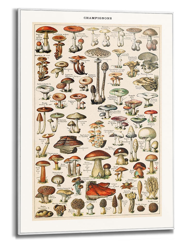 Orangewallz Druk artystyczny "Champignons" w ramce - 50 x 70 cm rozmiar: 50x70 cm