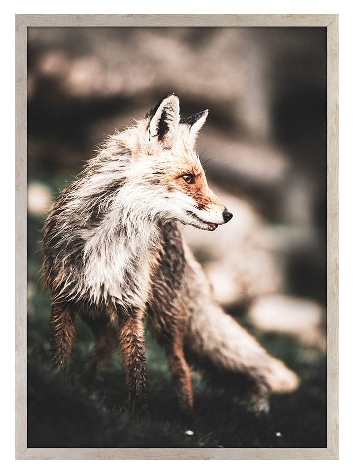 Ars Longa Druk artystyczny "Red Fox" w ramce - 70 x 50 cm rozmiar: onesize