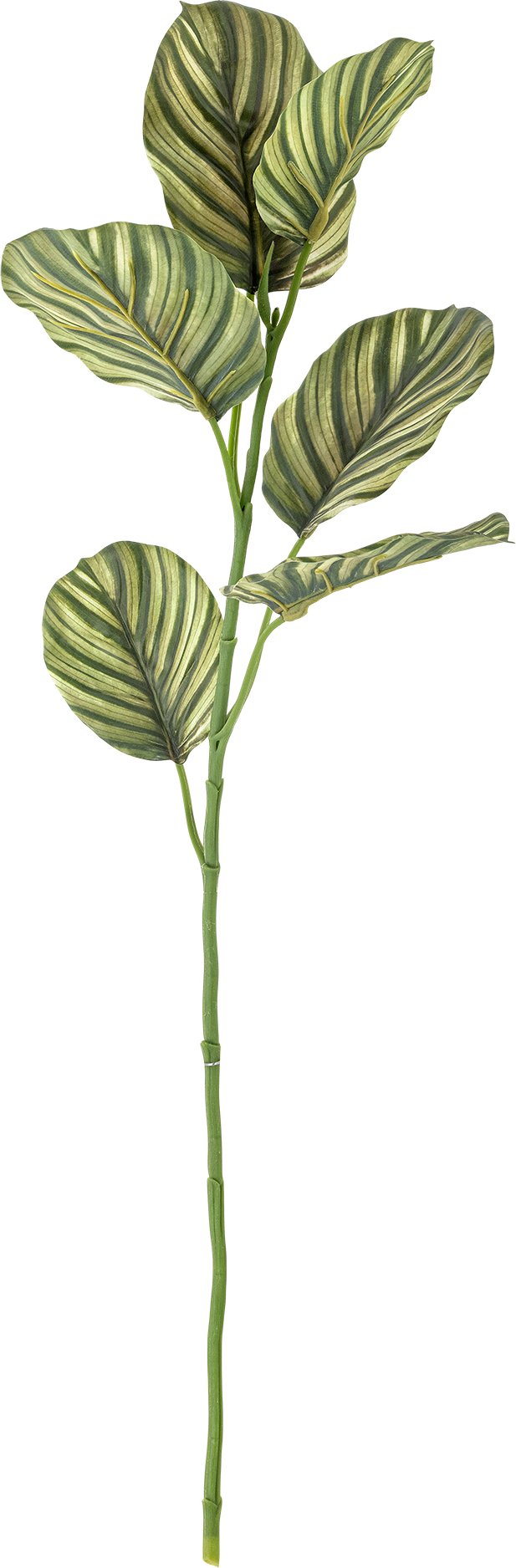 Kwiat sztuczny Bloomingville kalatea fasciata