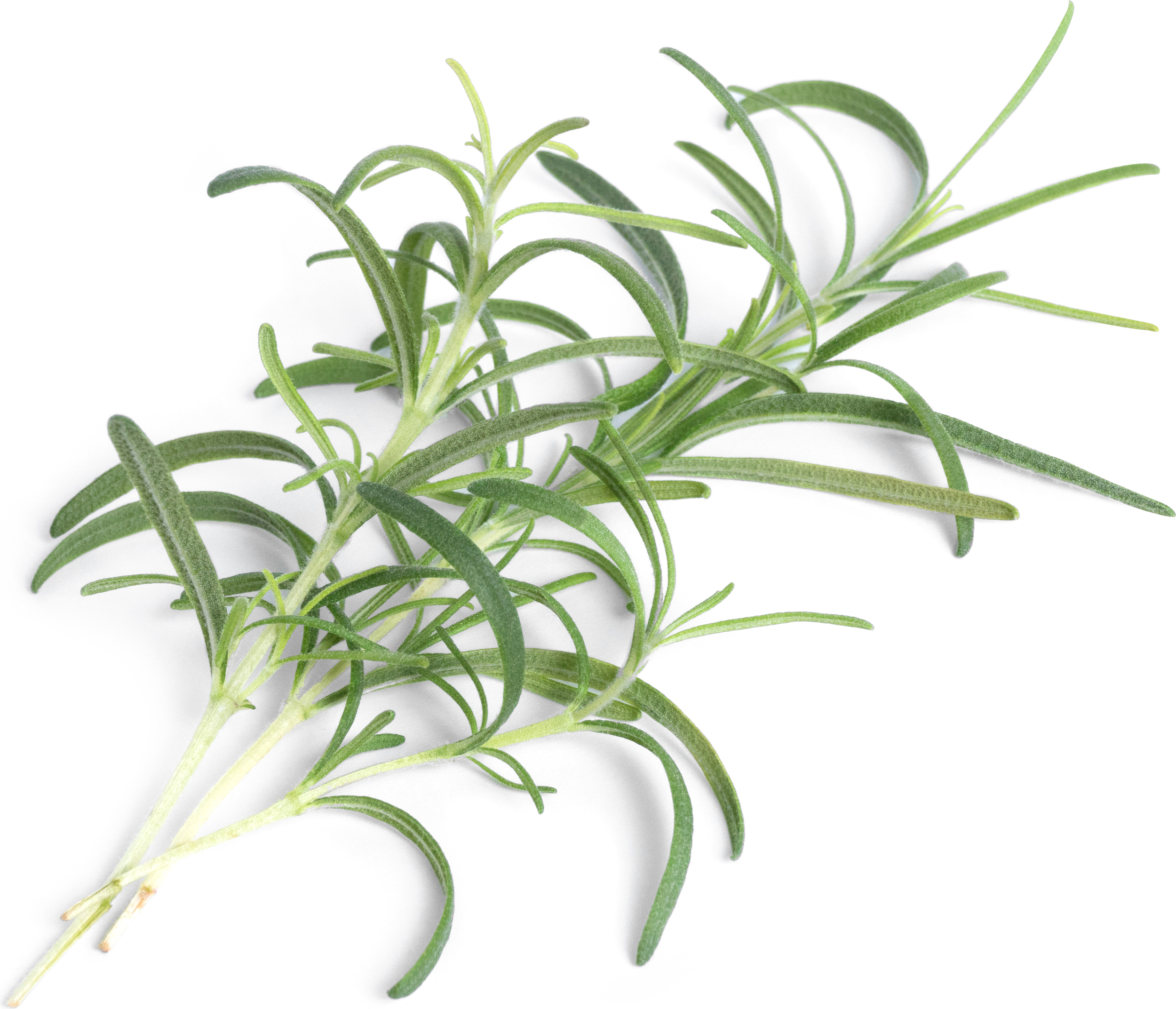 Wkład nasienny Lingot zioła podstawowe rozmaryn