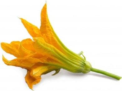 Wkład nasienny Lingot kwiaty jadalne cukinia