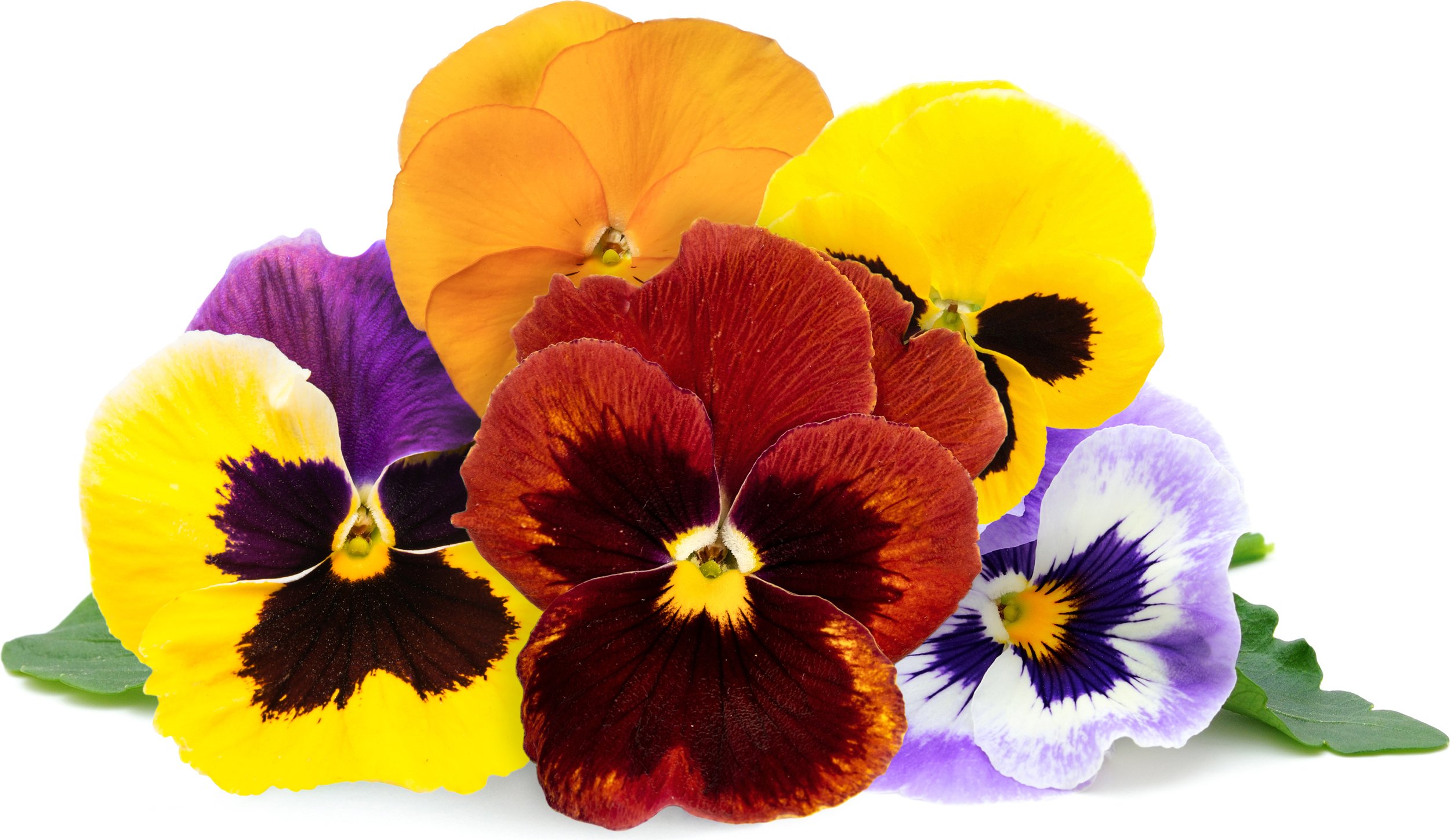 Wkład nasienny Lingot rośliny ozdobne bratki ogrodowe