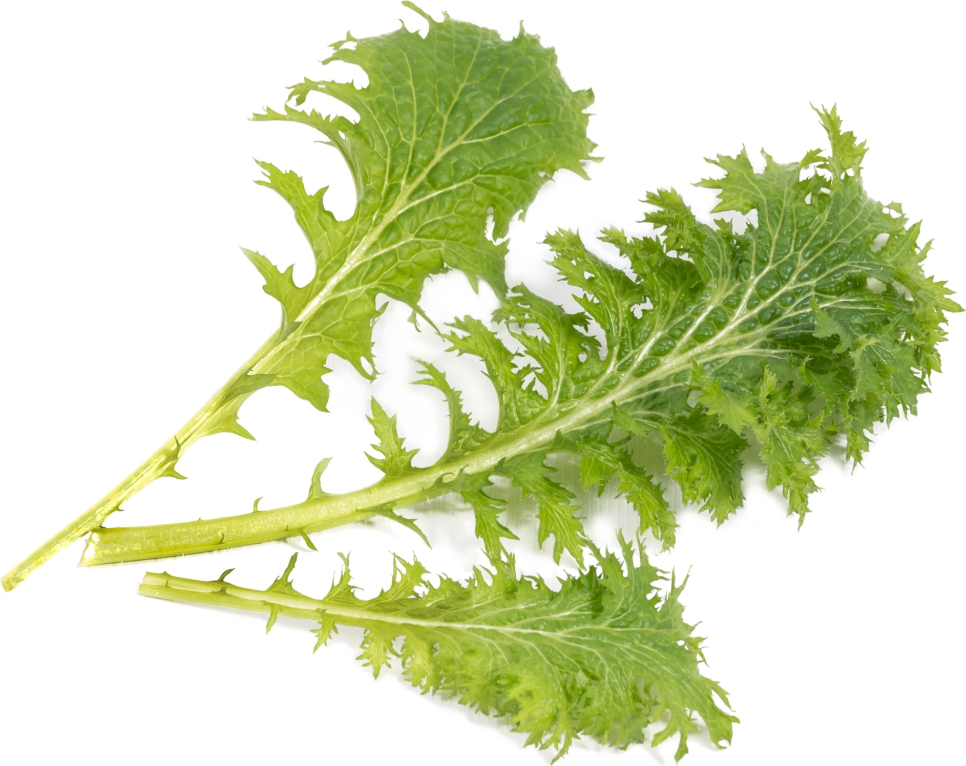 Wkład nasienny Lingot smaki azji musztardowiec wasabi