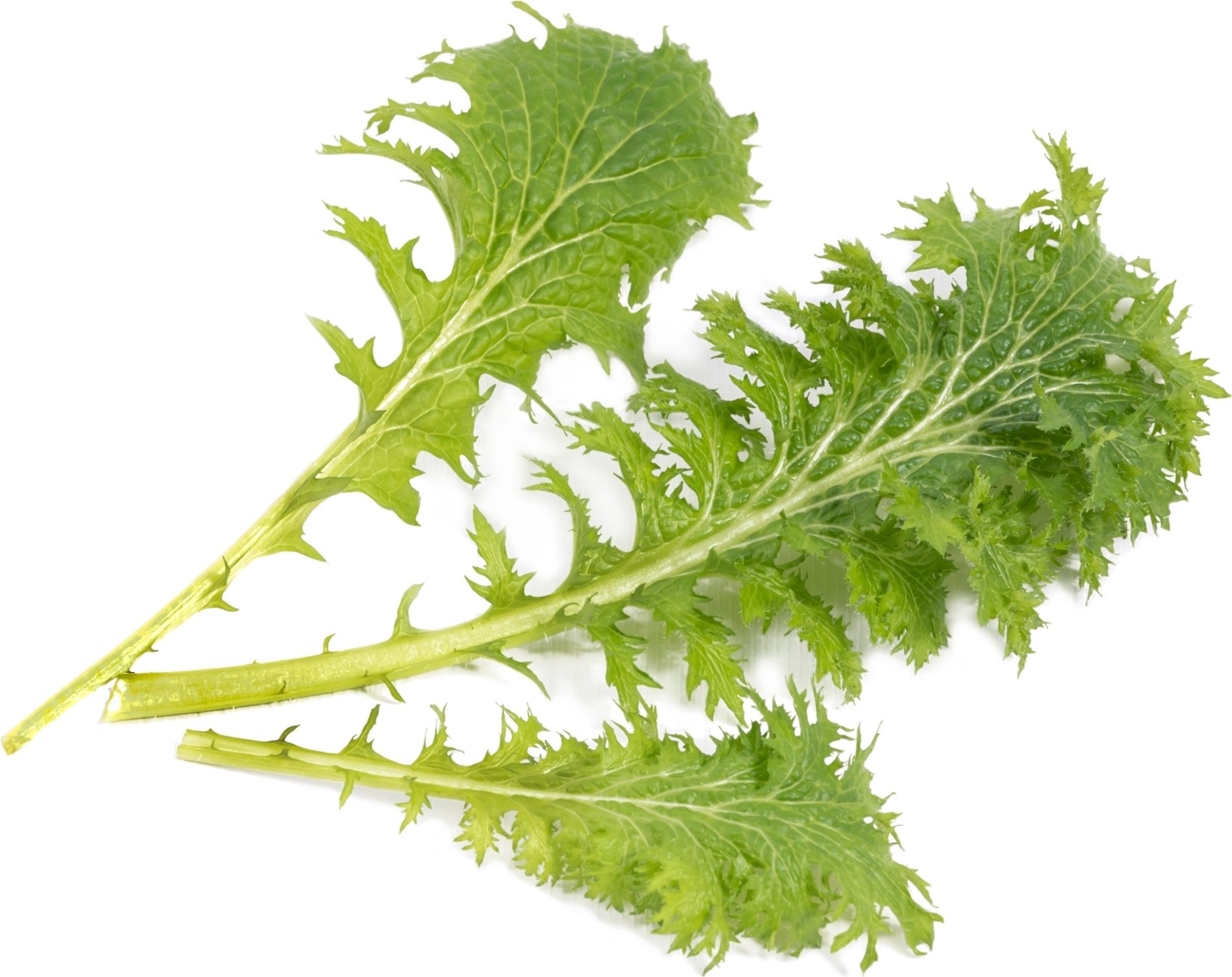 Wkład nasienny Lingot smaki azji musztardowiec wasabi