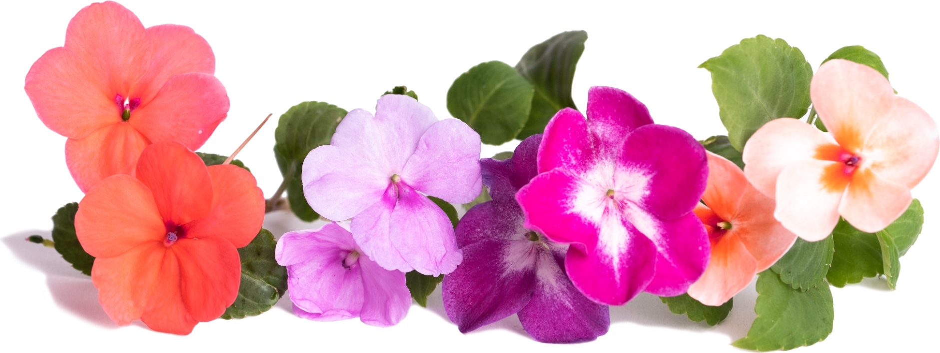 Wkład nasienny Lingot kwiaty jadalne niecierpek