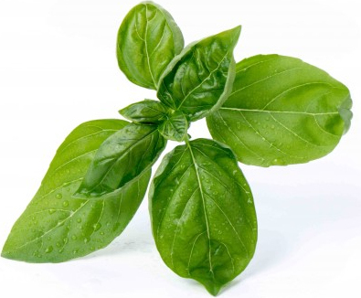 Wkład nasienny Lingot zioła podstawowe bazylia