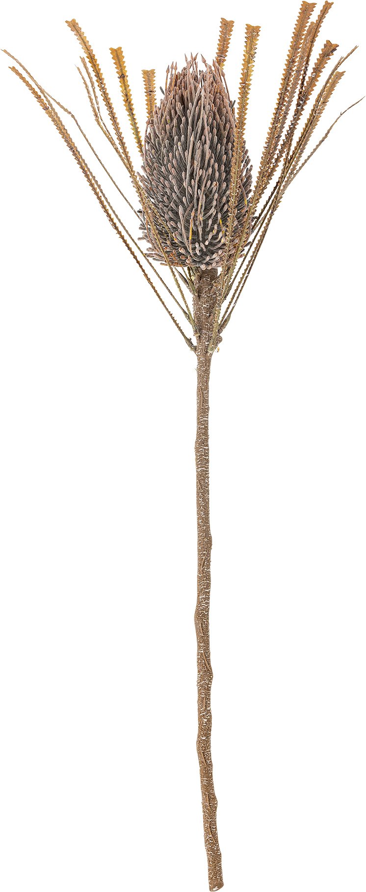 Kwiat sztuczny Bloomingville oset ozdobny brązowy