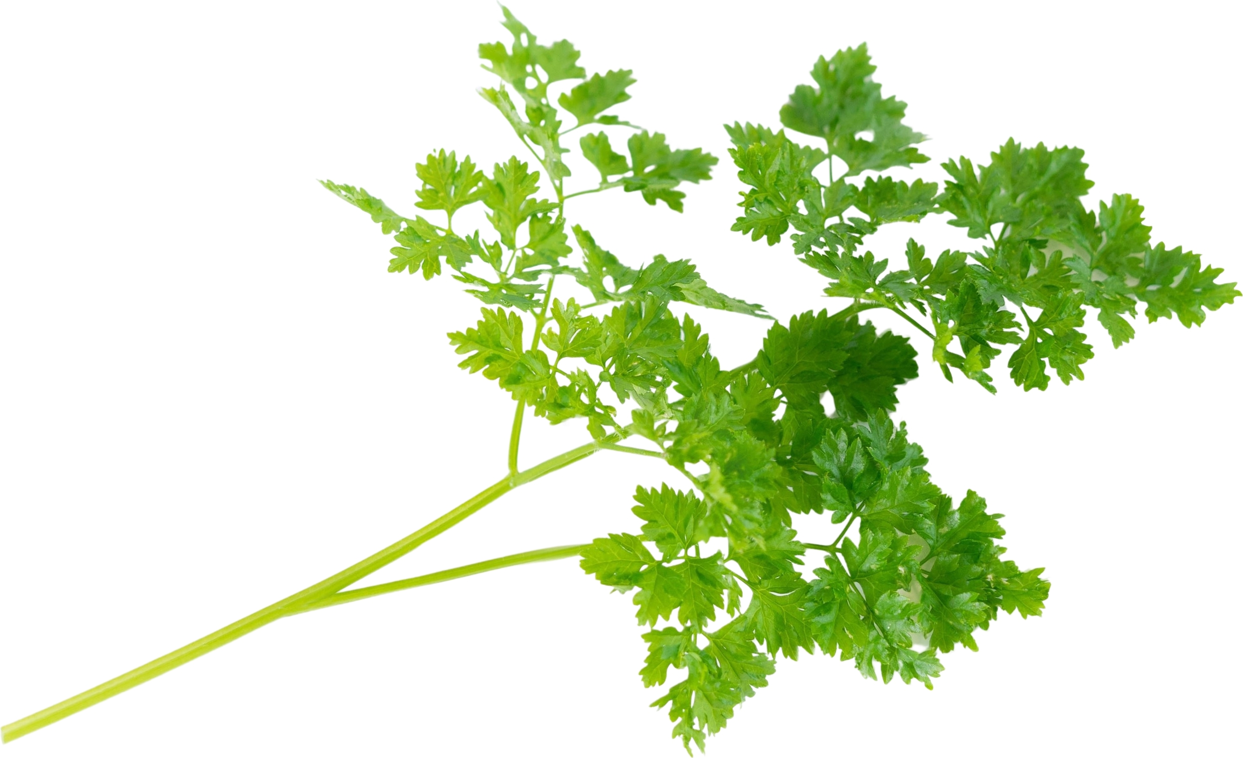 Wkład nasienny Lingot zioła podstawowe trybula