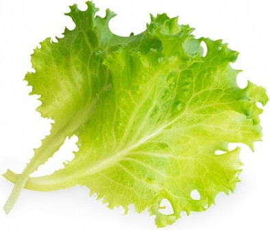 Wkład nasienny Lingot warzywa liściowe sałata masłowa