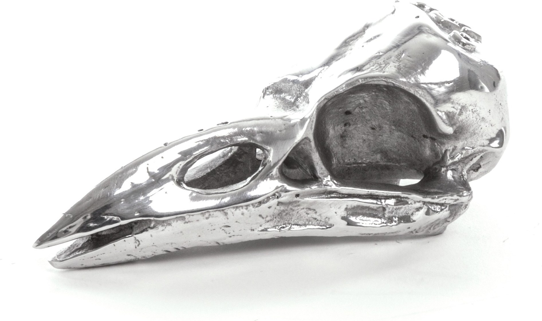 Dekoracja Czaszka Kruka Wunderkammer