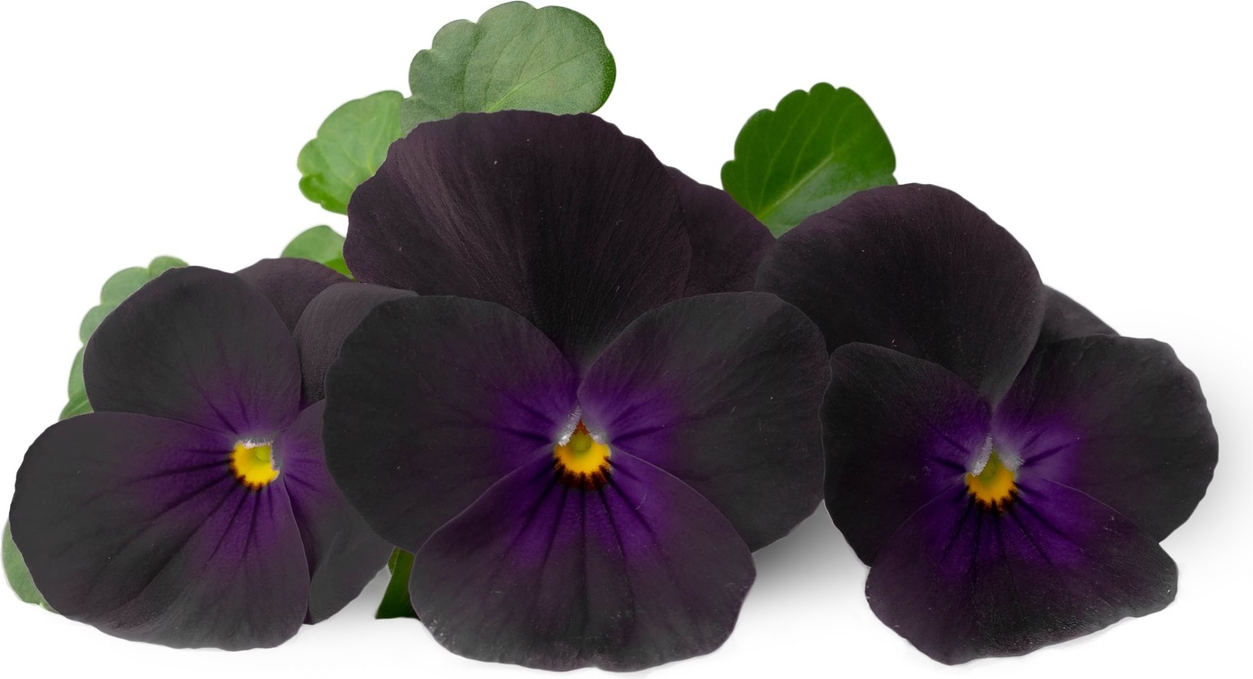 Wkład nasienny Lingot kwiaty jadalne bratki czarne