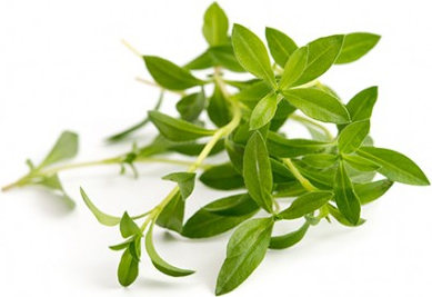 Wkład nasienny Lingot zioła podstawowe cząber