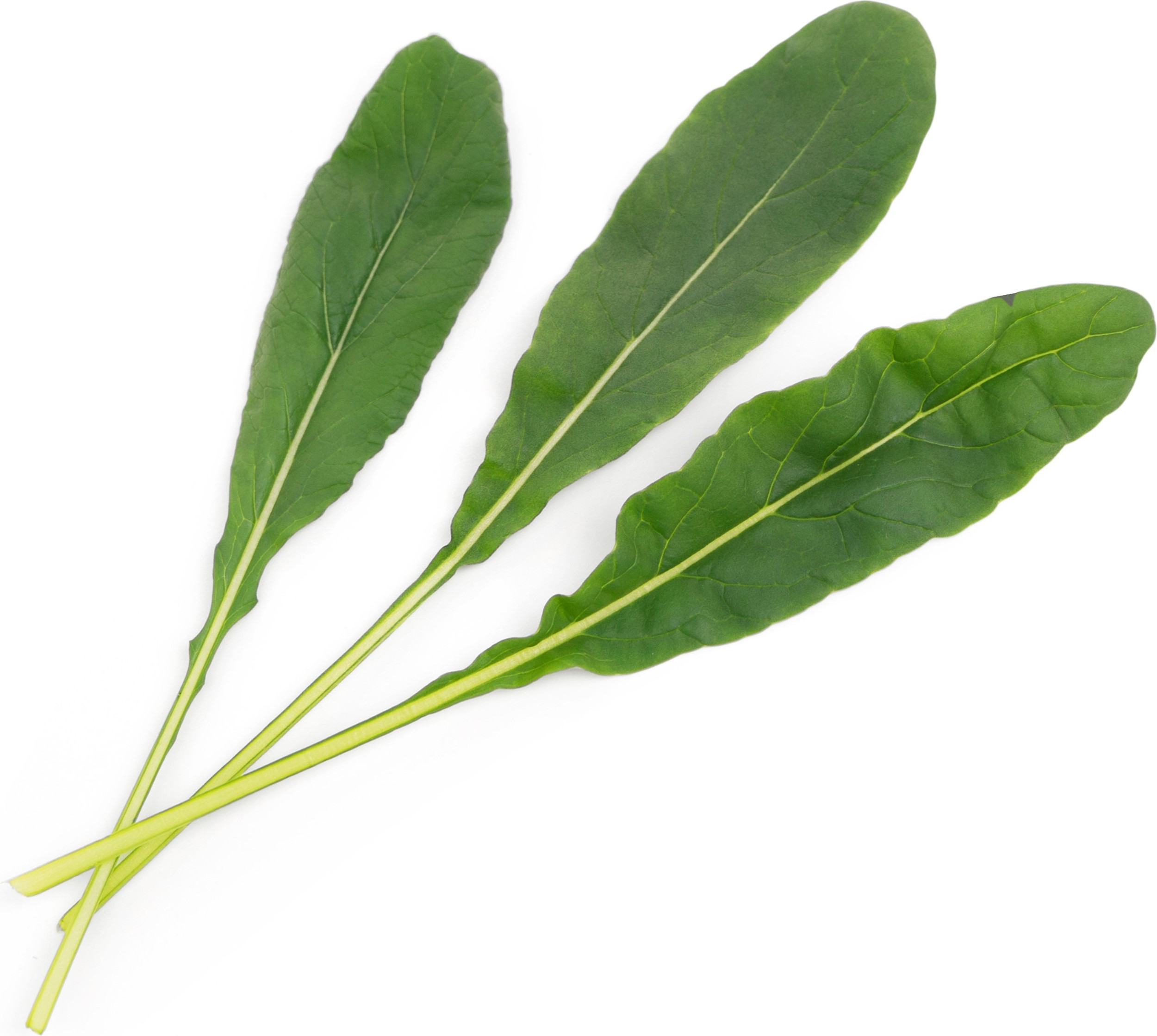 Wkład nasienny Lingot smaki azji kapusta japońska mibuna