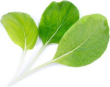 Wkład nasienny Lingot warzywa liściowe kapusta Bok Choy