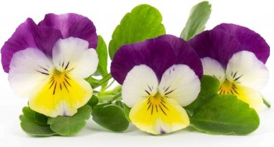 Wkład nasienny Lingot kwiaty jadalne bratki