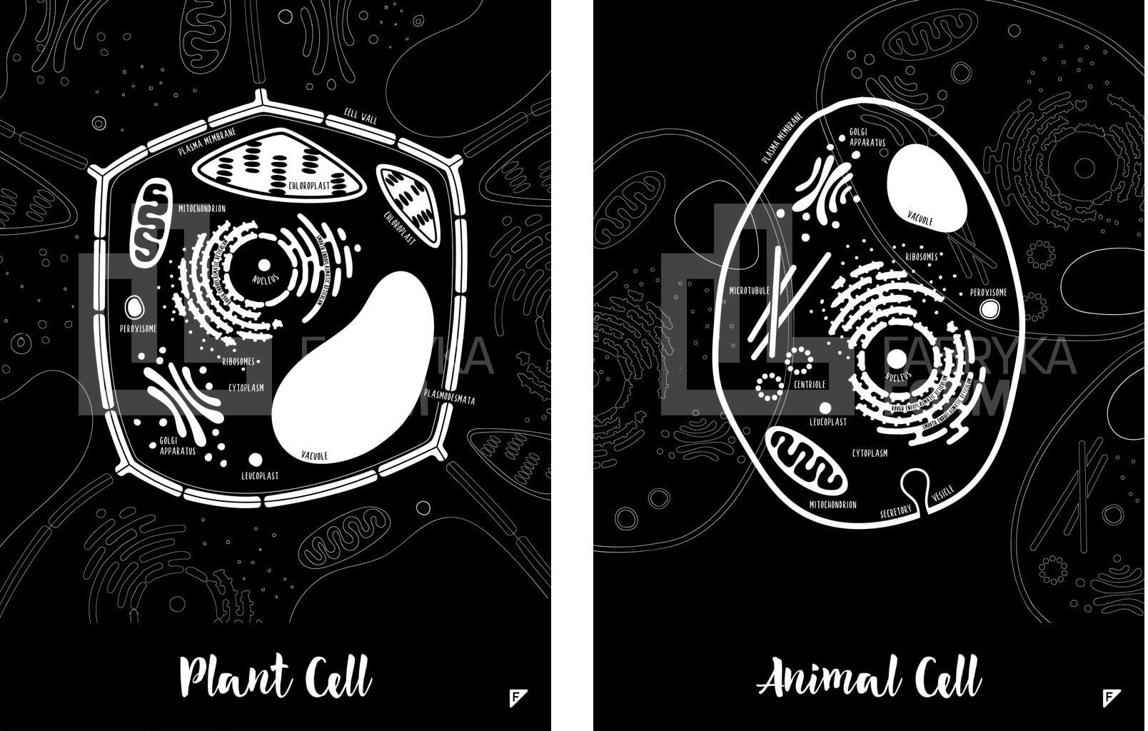 Plakat Animal Cell i Plant Cell w zestawie 2 szt.