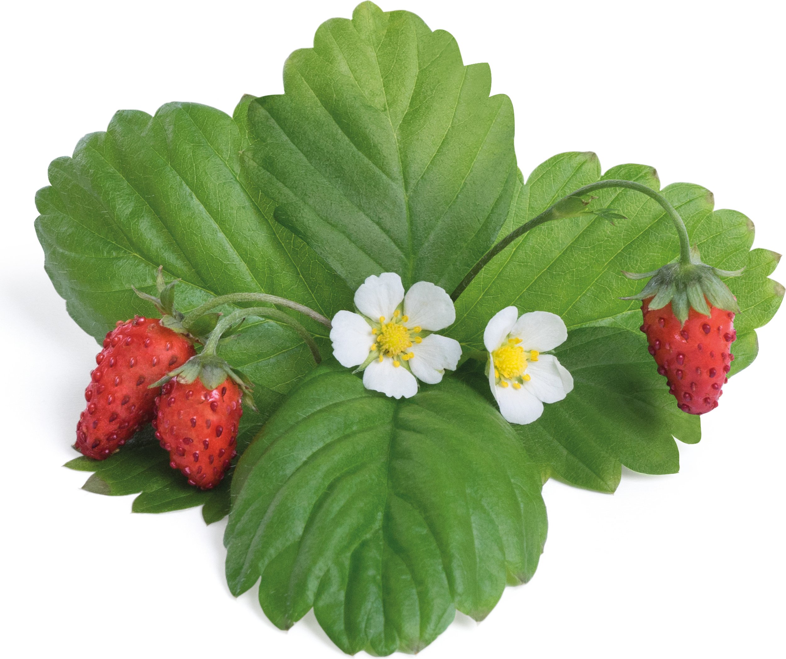 Wkład nasienny Lingot krzewinki owocowe poziomka czerwona