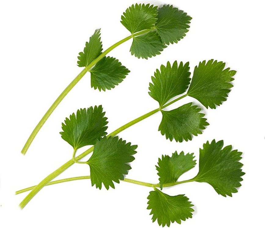 Wkład nasienny Lingot zioła nietypowe biedrzeniec anyż