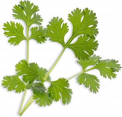 Wkład nasienny Lingot zioła podstawowe kolendra