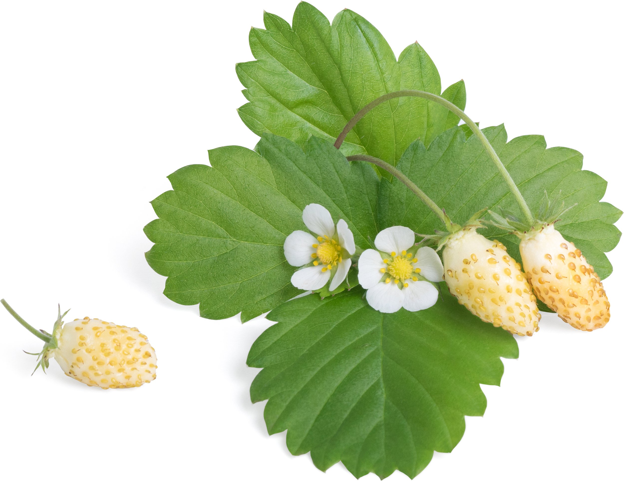 Wkład nasienny Lingot krzewinki owocowe poziomka biała