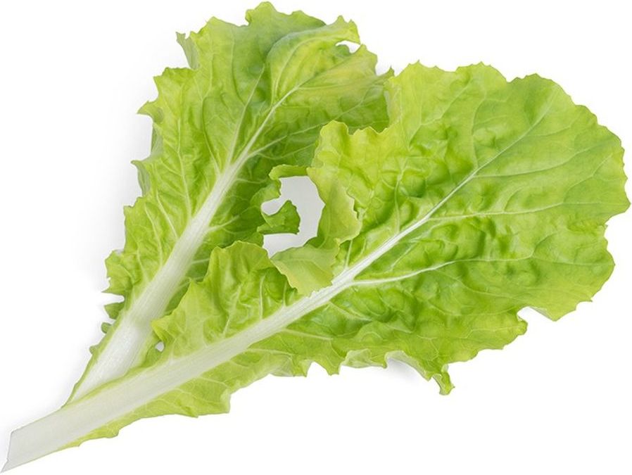 Wkład nasienny Lingot Smaki Azji kapusta Pai Tsai organiczna