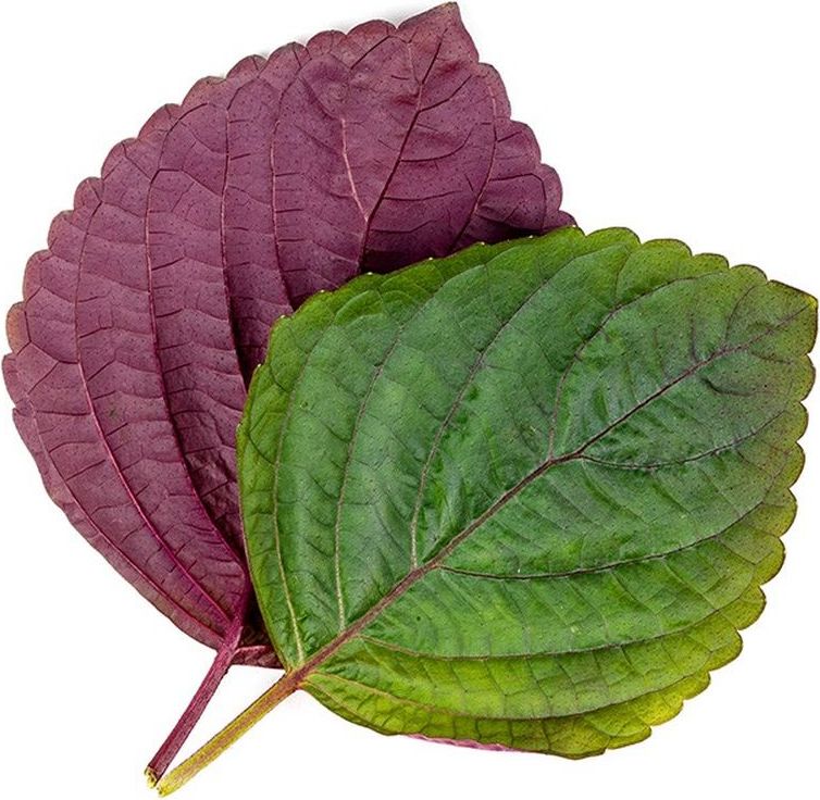 Wkład nasienny Lingot Smaki Azji pachnotka dwukolorowa