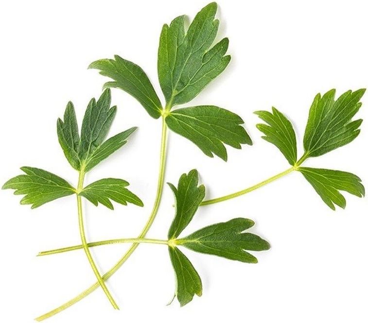 Wkład nasienny Lingot zioła nietypowe lubczyk