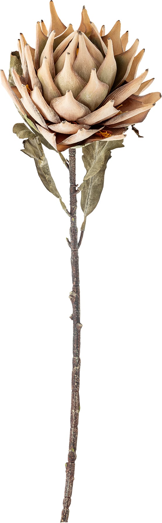 Kwiat sztuczny Bloomingville srebrnik 76 cm beżowy