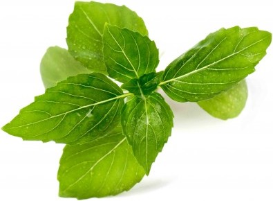 Wkład nasienny Lingot zioła nietypowe bazylia cynamonowa