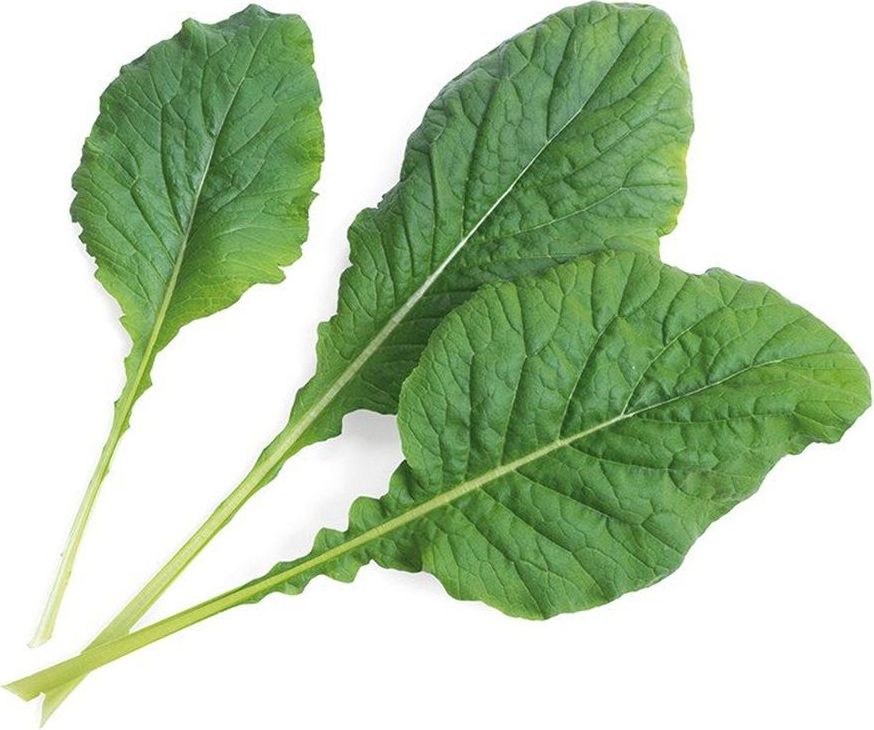 Wkład nasienny Lingot Smaki Azji musztardowiec japoński Komatsuma