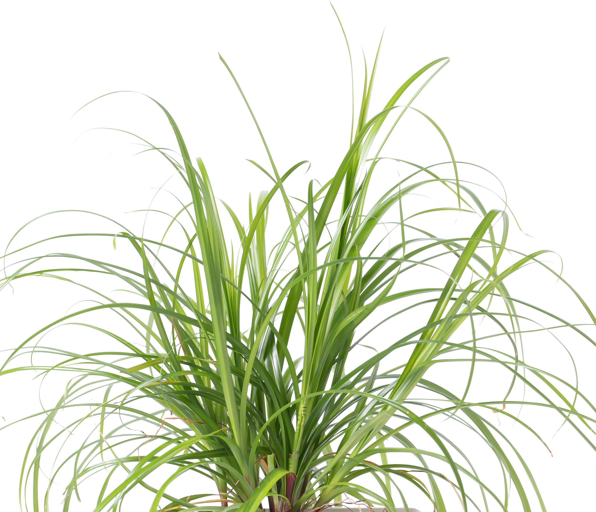 Wkład nasienny Lingot rośliny ozdobne kocia trawa