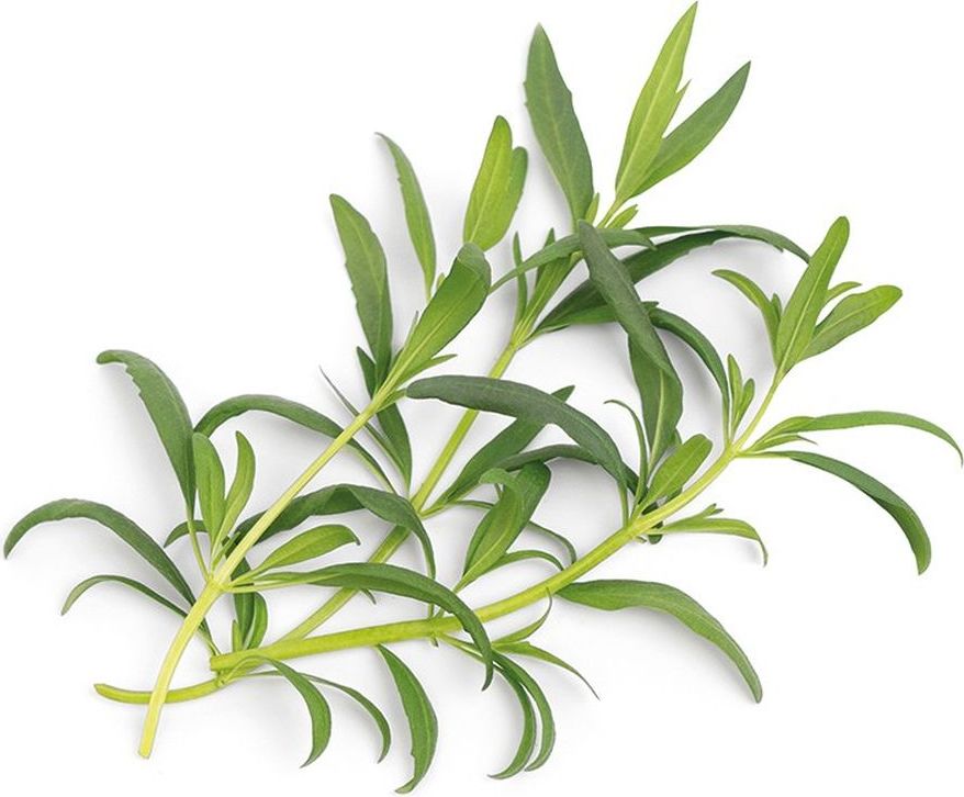 Wkład nasienny Lingot zioła nietypowe hyzop organiczny