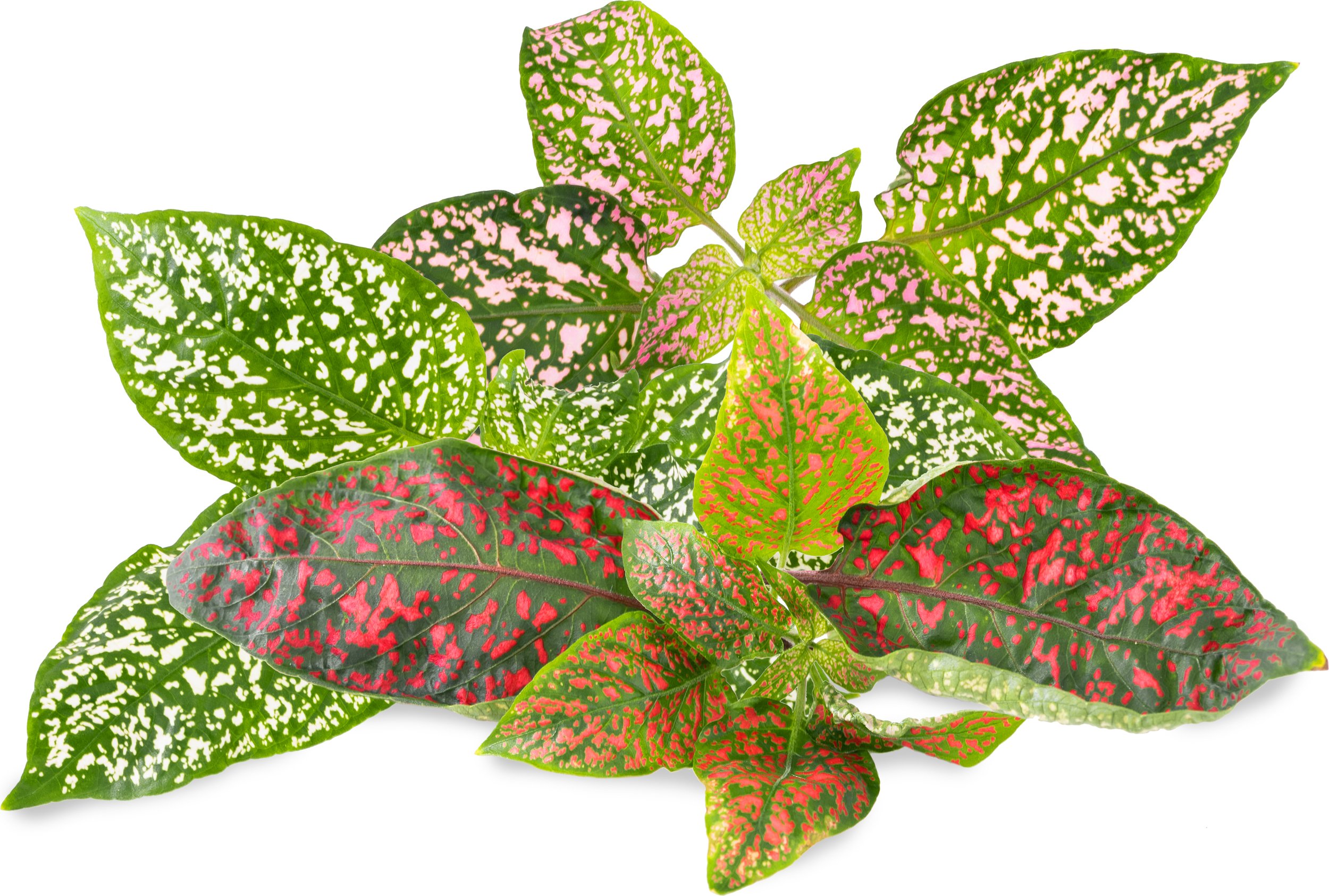 Wkład nasienny Lingot rośliny ozdobne niedośpian