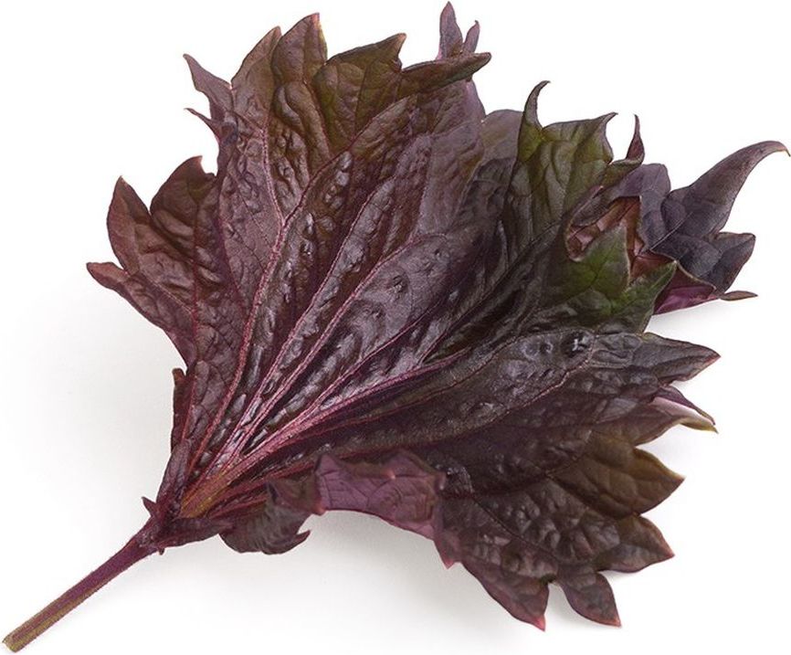 Wkład nasienny Lingot Smaki Azji pachnotka czerwona